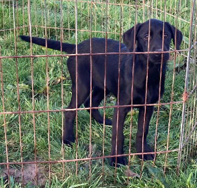 Frenchfox - Labrador Retriever - Portée née le 19/08/2022